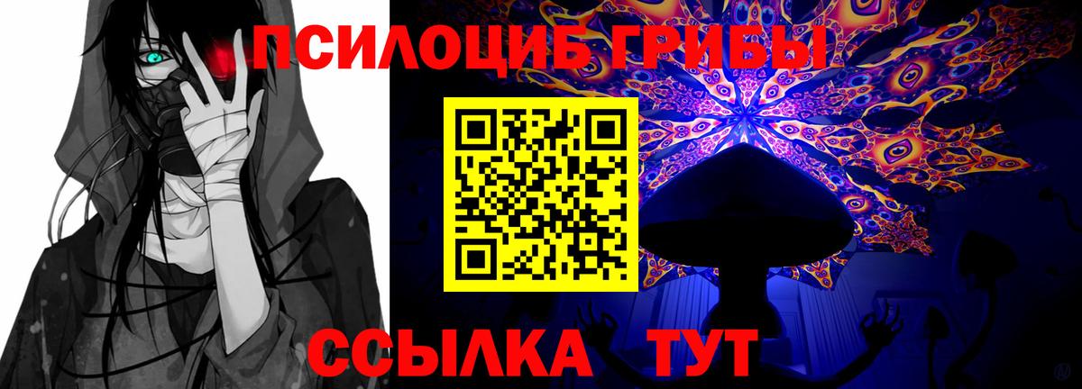 где купить наркоту  Вход с VPN  Ачхой-Мартан  Псилоцибиновые грибы Psilocybe 